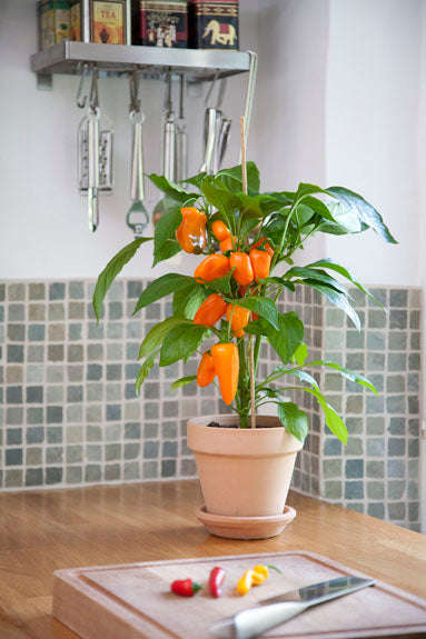 Capsicum Pot Pepper Snack Orange - Sweet Pepper Seeds