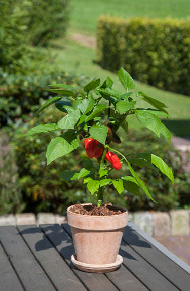 Capsicum Pot Pepper Snack Red - Sweet Pepper Seeds
