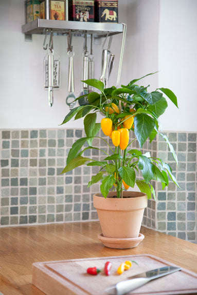 Capsicum Pot Pepper Snack Yellow - Sweet Pepper Seeds