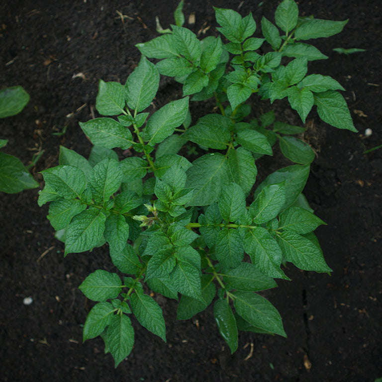 Tyson Seed Potatoes, 50 per bag