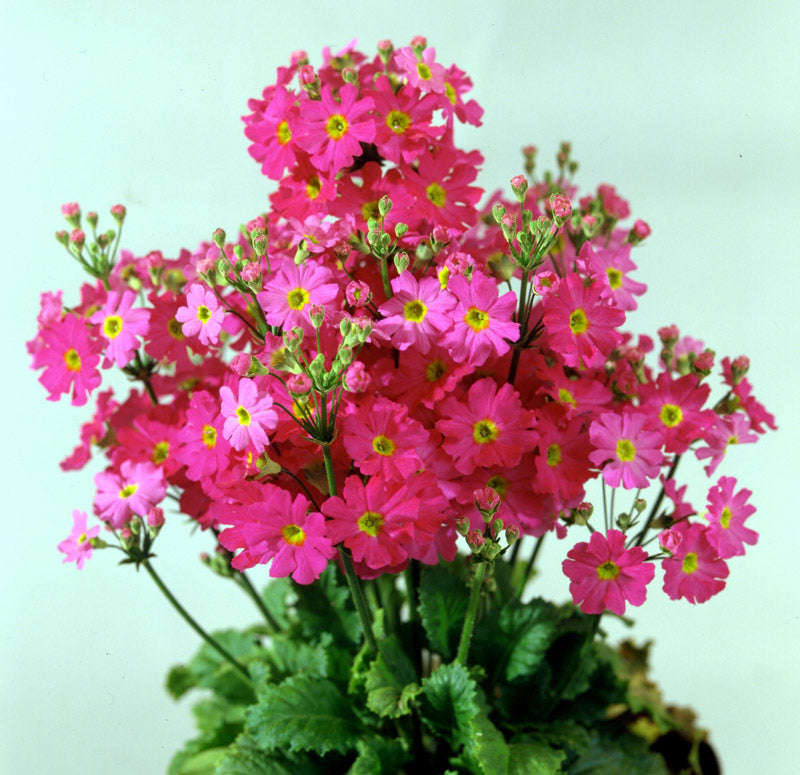 Primula Malacoides Pink Shades Seeds