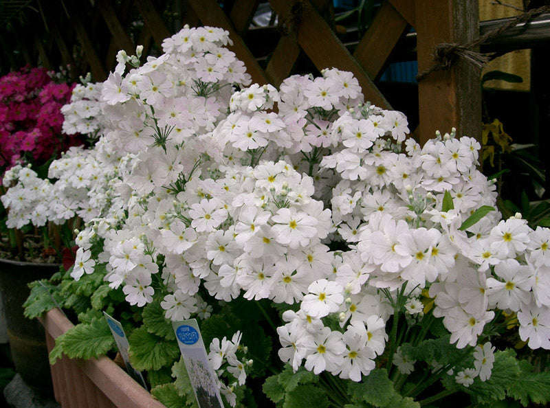 Primula Malacoides White Seeds