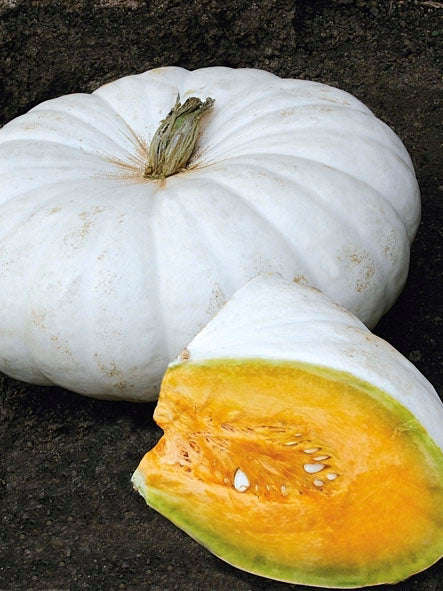 Pumpkin Flat White Boer A Seeds