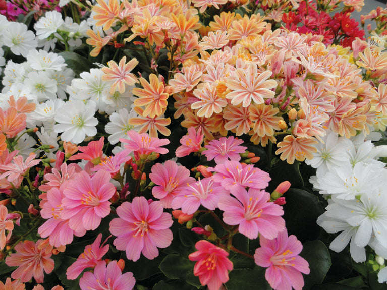 Lewisia Elise Mix Seeds