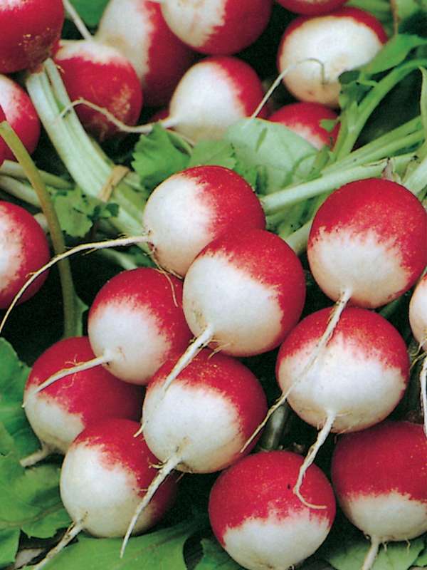 Radish Sparkler Seeds