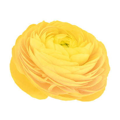 Ranunculus Elegance Giallo (Yellow) Seeds