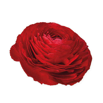 Ranunculus Elegance Rosso (Red) Seeds