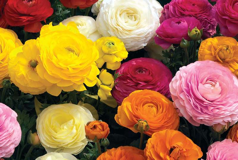 Ranunculus Mache Mix Seeds