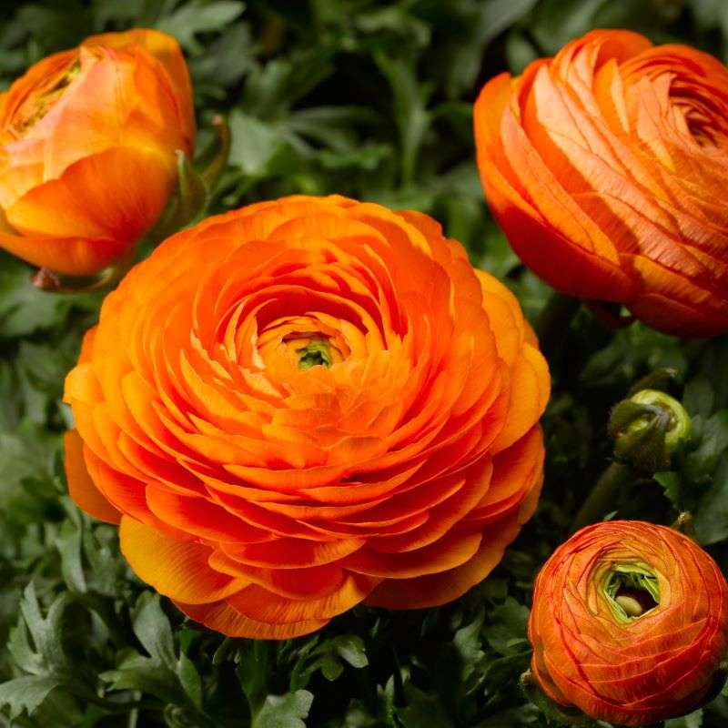 Ranunculus Mache Orange Seeds