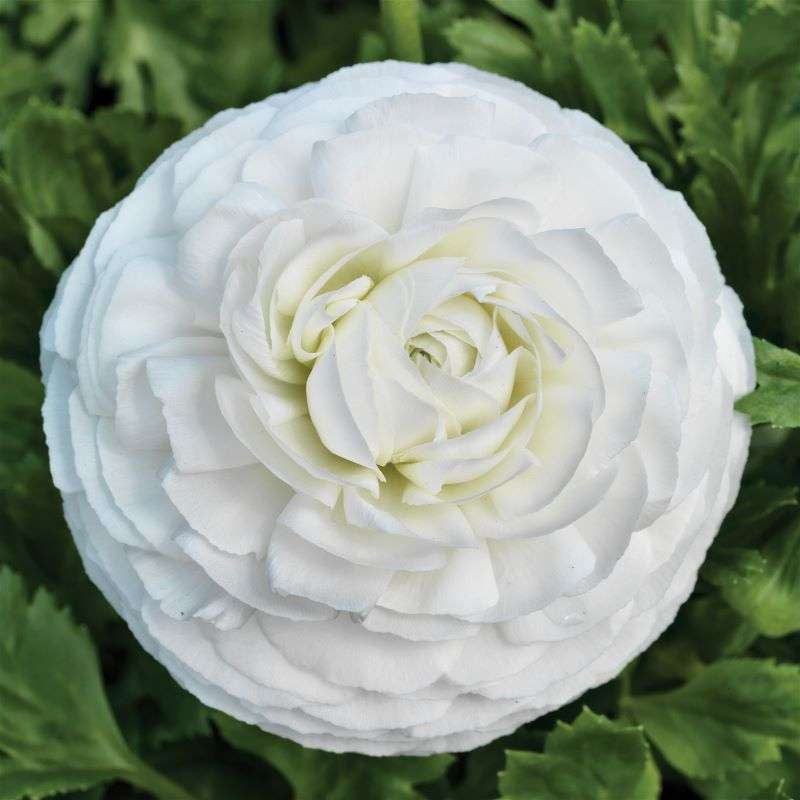Ranunculus Mache White Seeds