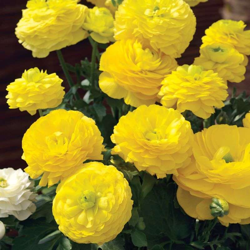 Ranunculus Mache Yellow Seeds
