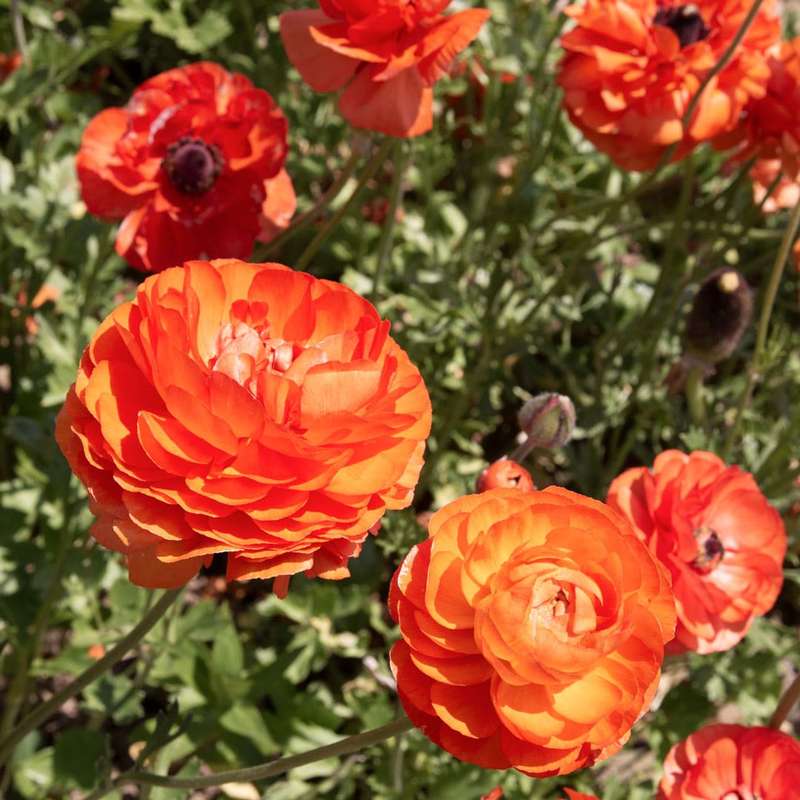 Ranunculus - Orange - 25 bulbs p-pack