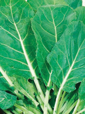 Rape English Giant Essex Seeds