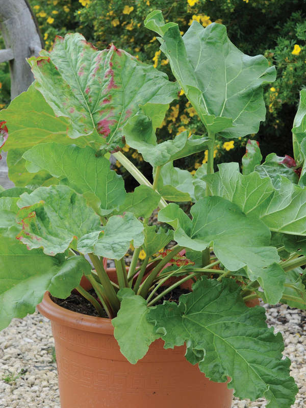 Rhubarb Victoria Seeds