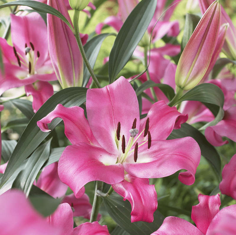 Lilium Oriental Trumpet - Robina - 3 bulbs p-pack