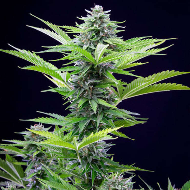 Fast Eddy Automatic (5 Pack) CBD - Royal Queen Seeds