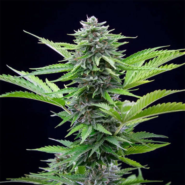Fast Eddy Automatic (5 Pack) CBD - Royal Queen Seeds