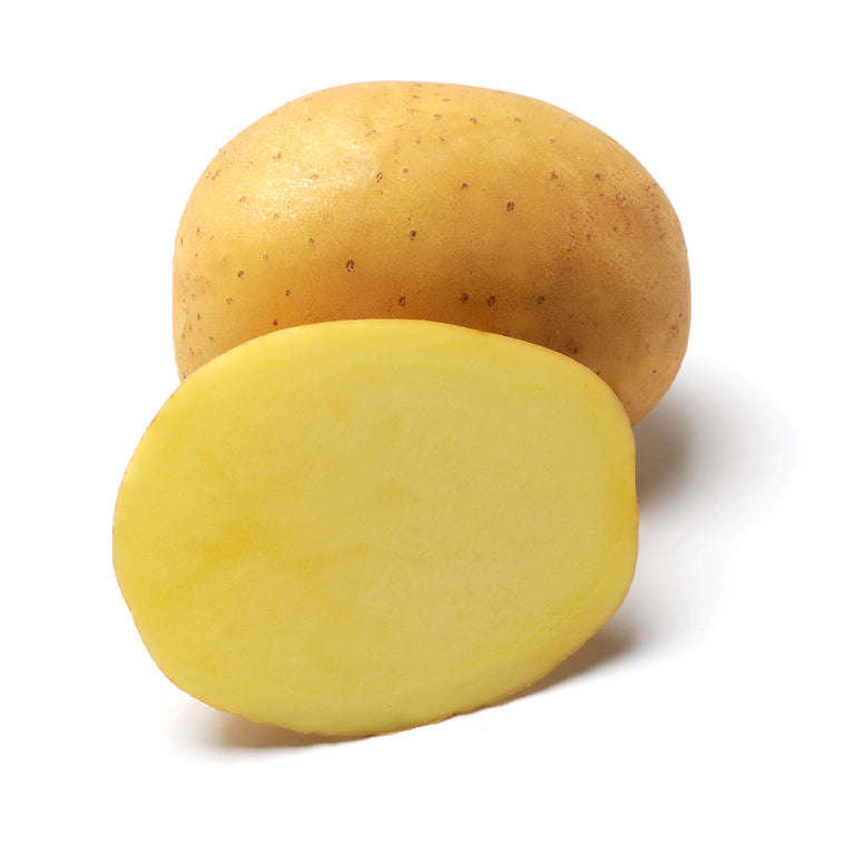 Rumba Seed Potatoes, 50 per bag