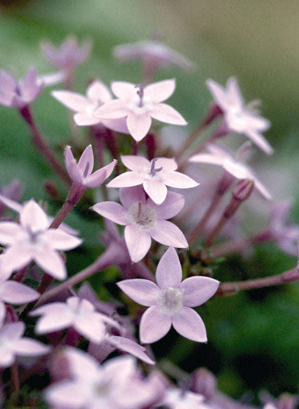 Pentas F1 Northern Lights Lavender Seeds