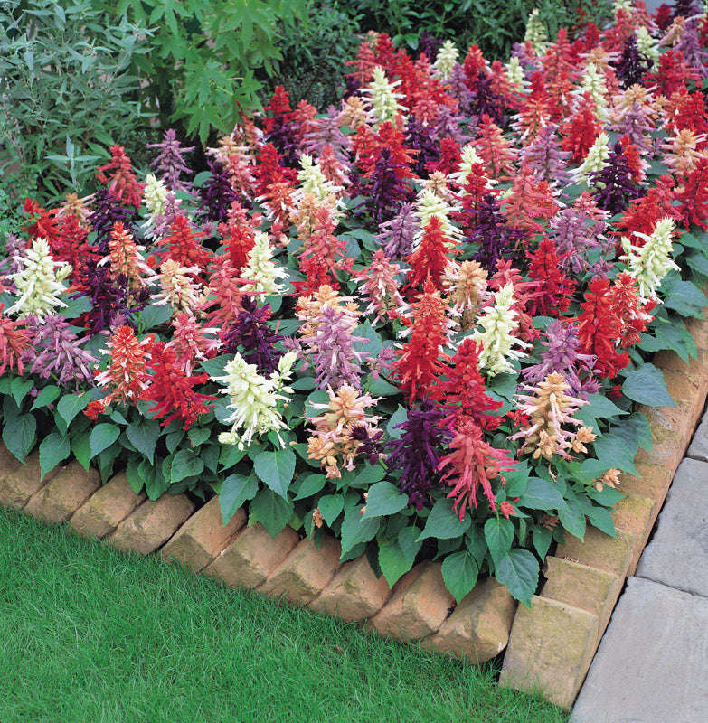 Salvia Vista Mix Seeds