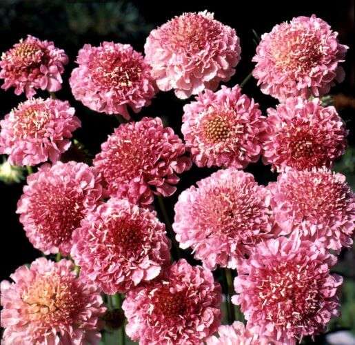 Scabiosa Salmon Queen Seed