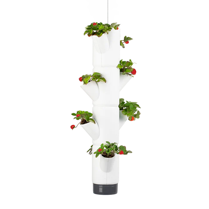 SISSI STRAWBERRY (Stackable 4 Level Strawberry & Herb Grow Pot) + Fresca Strawberry Starter Seeds