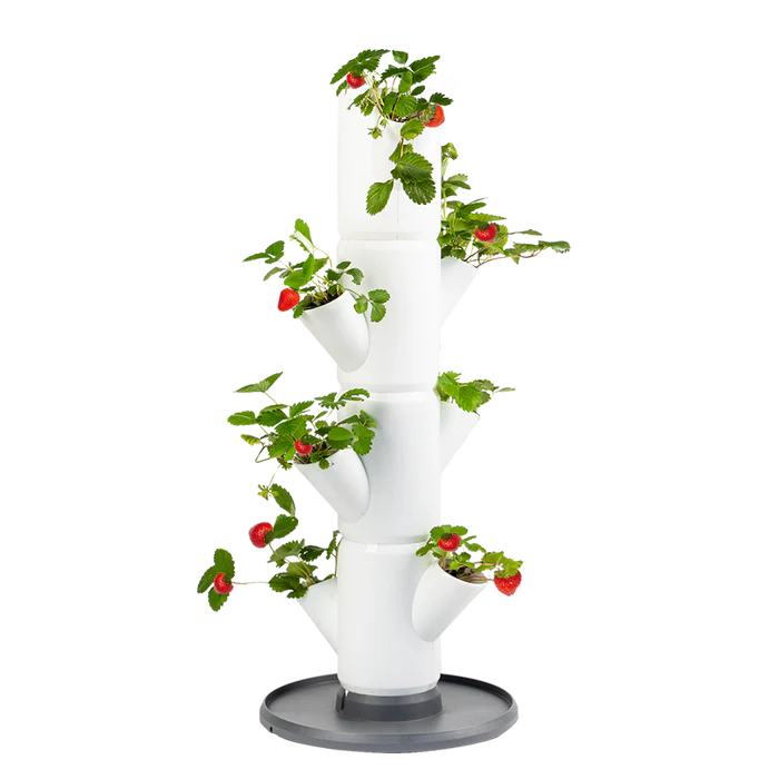 SISSI STRAWBERRY (Stackable 4 Level Strawberry & Herb Grow Pot) + Fresca Strawberry Starter Seeds