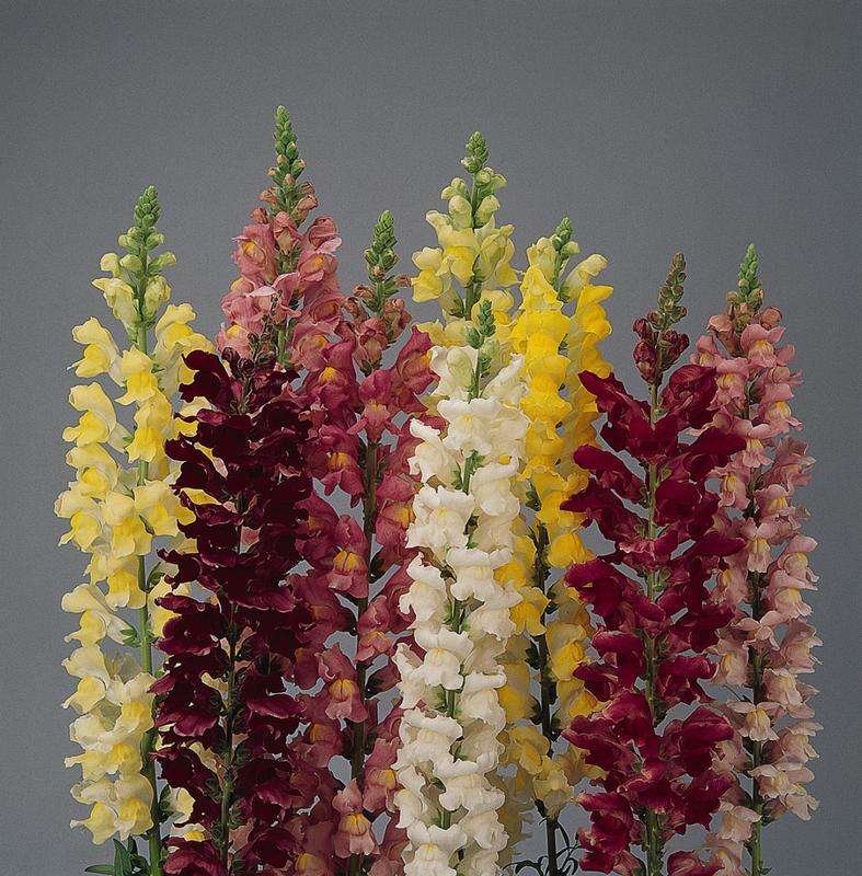Antirrhinum (Snapdragon) Rocket Mix Seeds