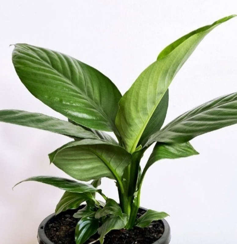 Spathiphyllum Sensation Seedlings