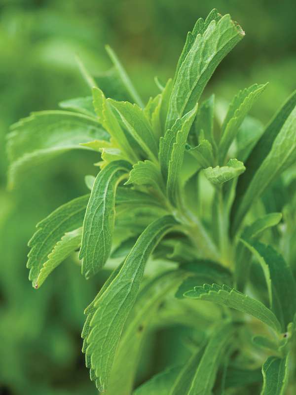 Stevia Revaudiana Sweet Herb Seeds