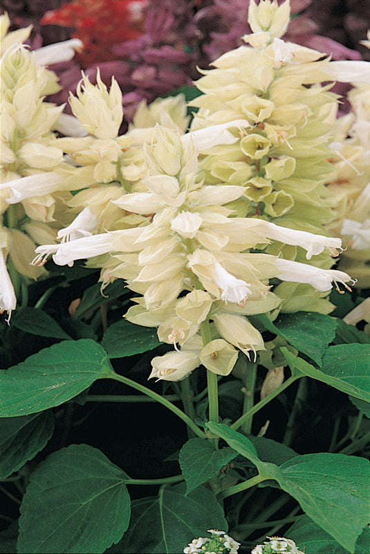 Salvia Vista White Seeds