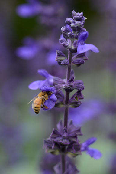 Salvia Interspecific Big Blue Seeds
