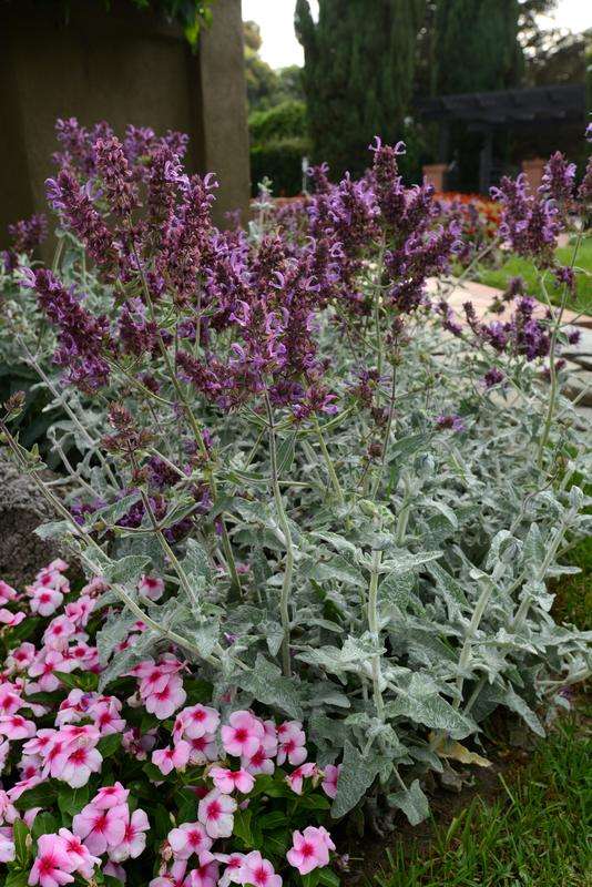 Salvia Lancelot Seeds