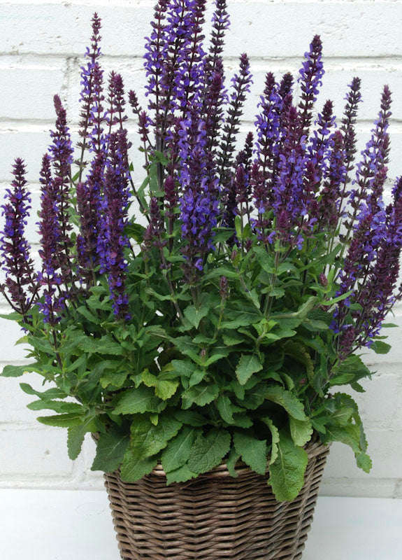 Salvia New Dimension Blue Seeds