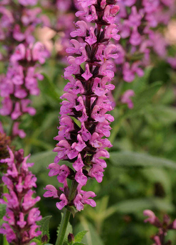 Salvia New Dimension Rose Seeds