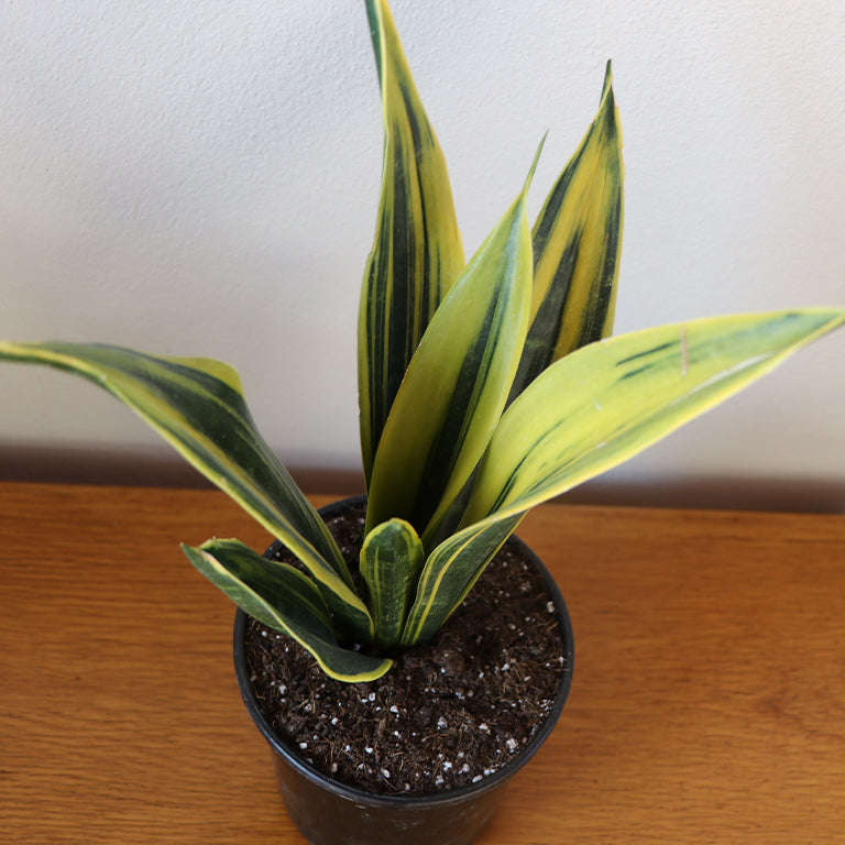 Sanseveria Golden Flame (14cm pot)
