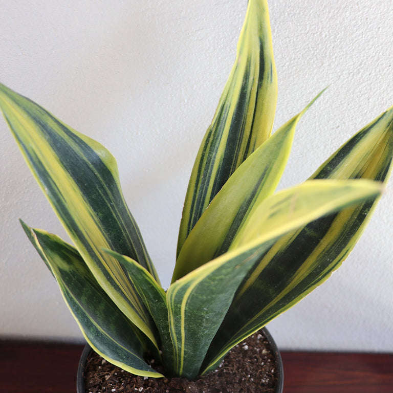 Sanseveria Golden Flame (14cm pot)
