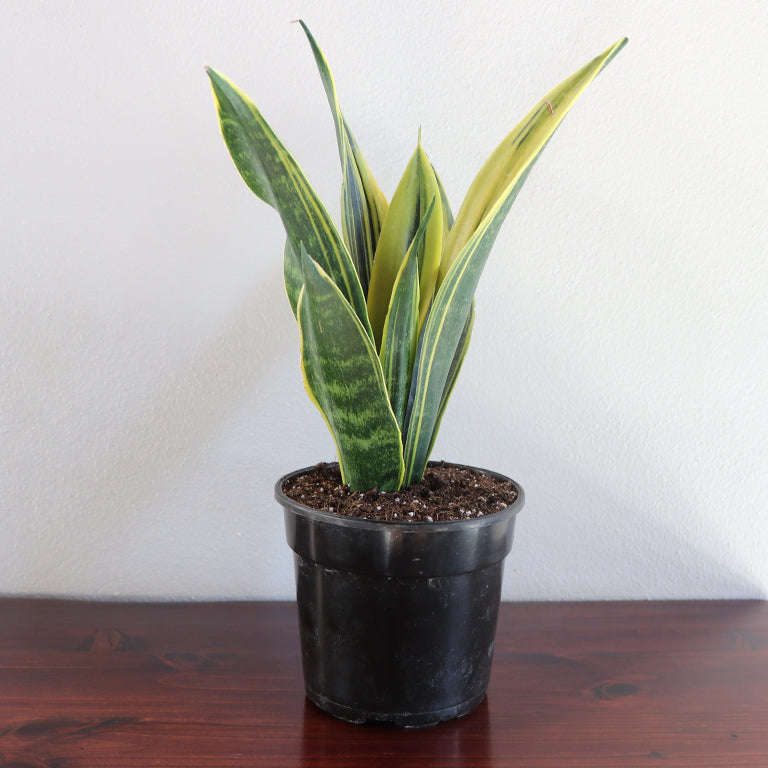 Sanseveria Golden Flame (14cm pot)