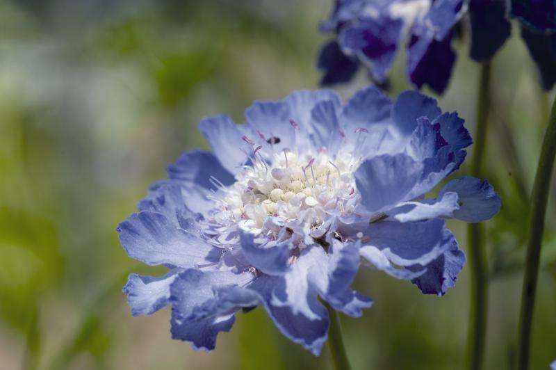 Scabiosa Fama Deep Blue Seeds