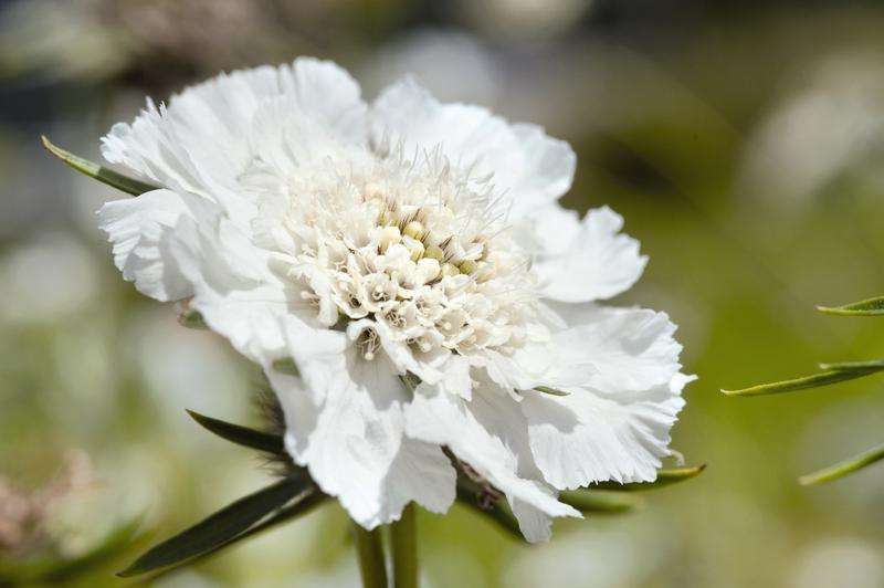 Scabiosa Fama White Seeds