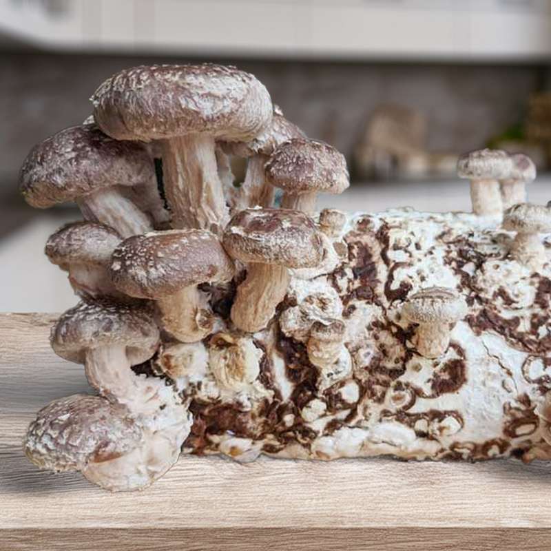Organic Shiitake Mushroom Grow Kit