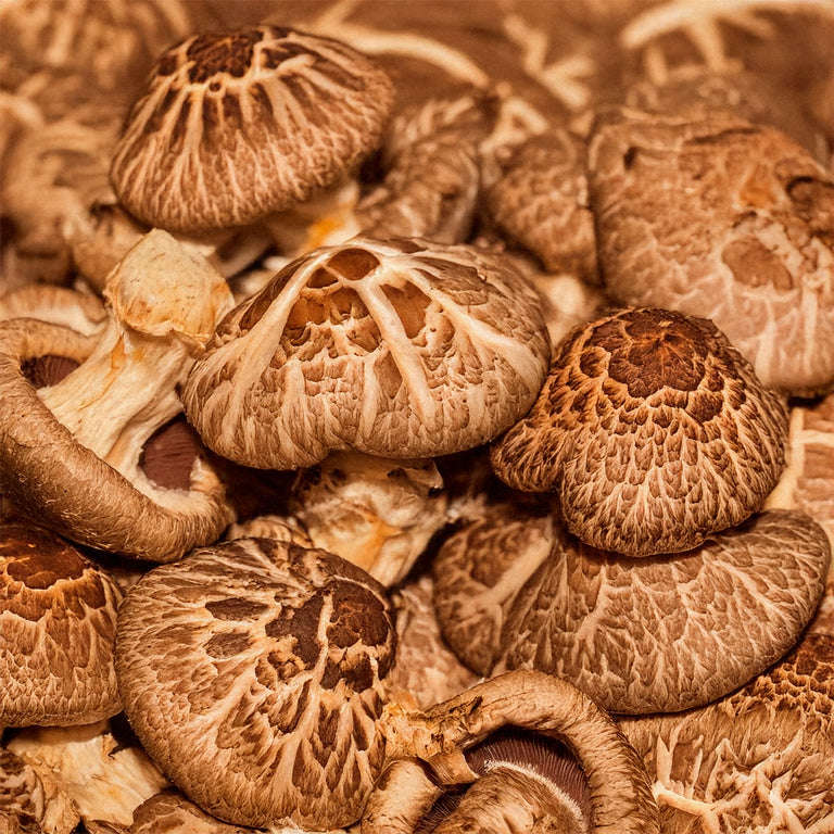 Organic Shiitake Mushroom Grow Kit