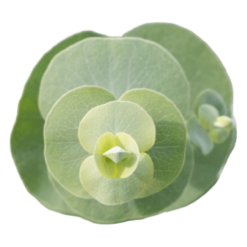 Eucalyptus Silver Dollar Seed