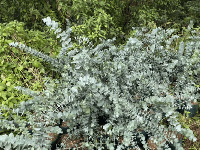 Eucalyptus Silver Dollar Seed