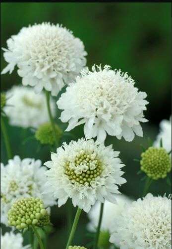 Scabiosa Snowmaiden Seed