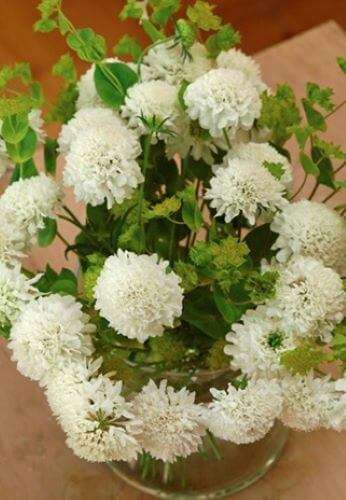 Scabiosa Snowmaiden Seed