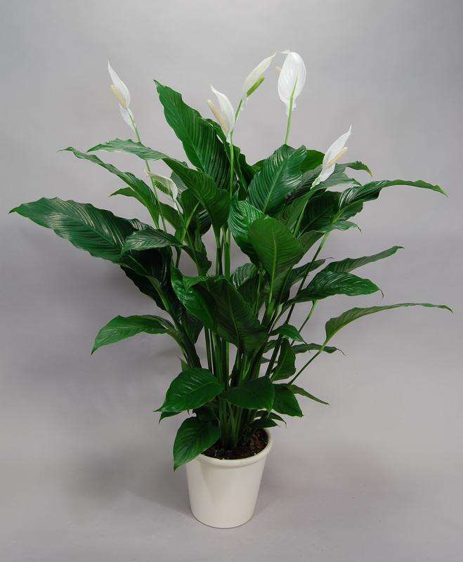 Spathiphyllum Cv Sweet Sebastiano Seedlings