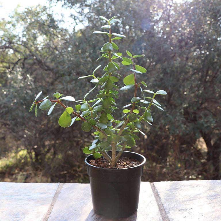 Spekboom Portulacaria Afra