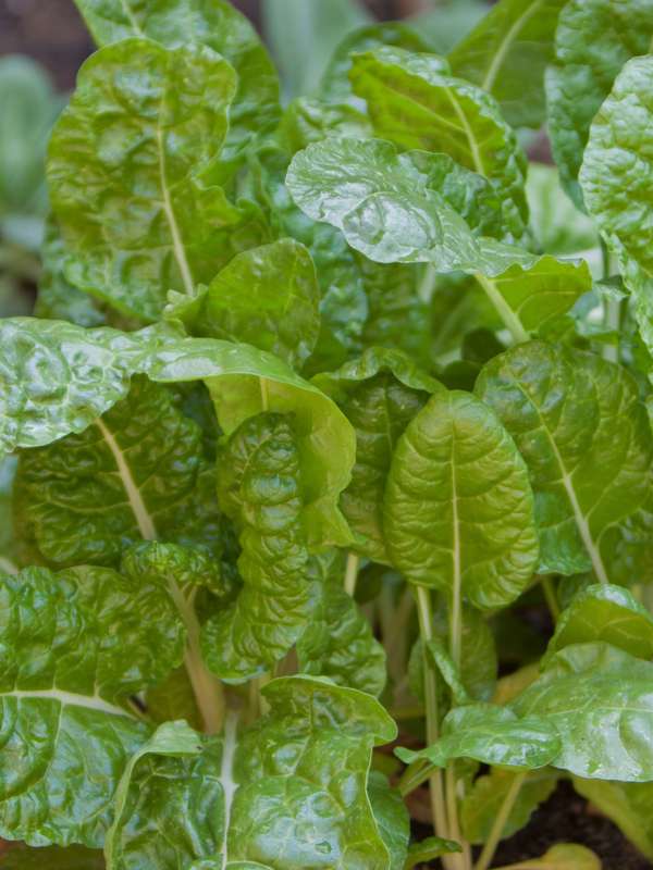 Spinach Swiss Chard Fordhook Giant Seeds