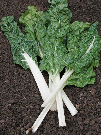 Spinach Beet Lucullus Seeds